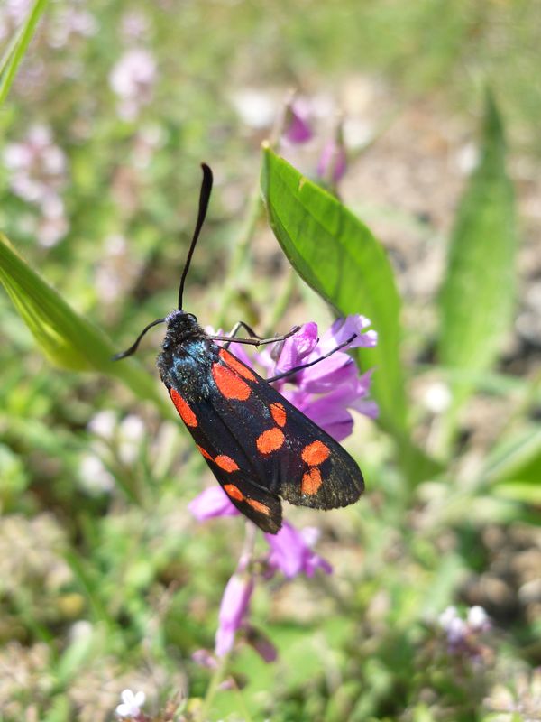 Zygaena sp. ma che specie?